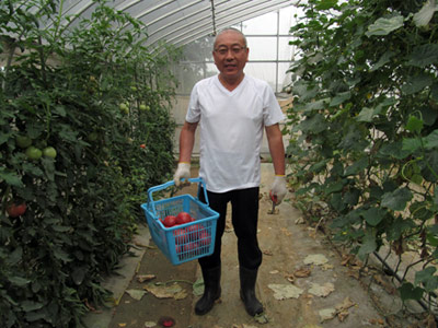 カゴいっぱいのトマトを収穫する事ができました