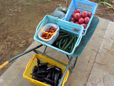 この日は、こんなにたくさんの野菜を収穫することができました。