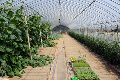 『えがお』のビニールハウス。この中では、キュウリ、トマト、スイカが栽培されています。